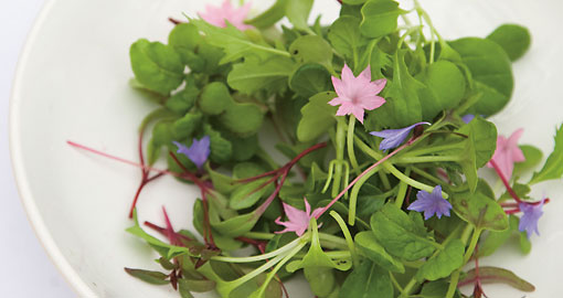 A plate with wild herbs and flowers.