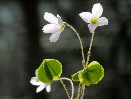 Wood sorrel is one edible plant that can be foraged in the forests of Finland.