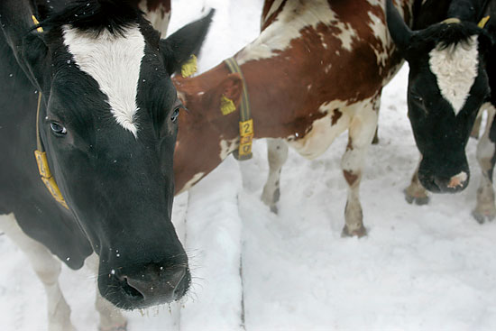 Cows in snow.