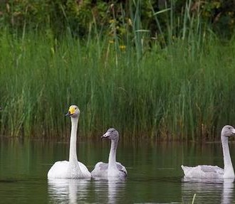 A whooper swan couple with four cygnets swimming in a lake.