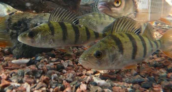 Two perch swimming in clear water near the rocky bottom.