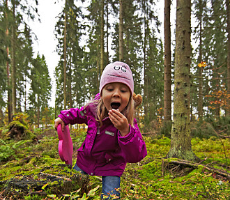 Finnish Nature Day, Finland, nature, conservation, outdoors, wildlife, mushrooms, whooper swan