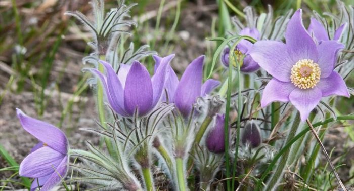 The Eastern pasque flower (Pulsatilla patens) is critically endangered and has protected status.