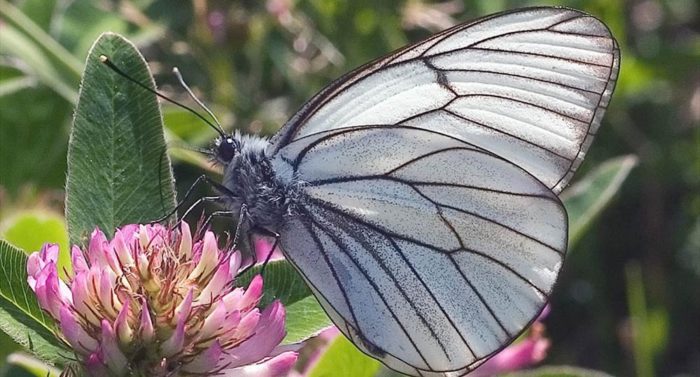 一只带有黑色条纹的白色绢粉蝶栖息在花上，仿佛是在为摄影而摆姿势。