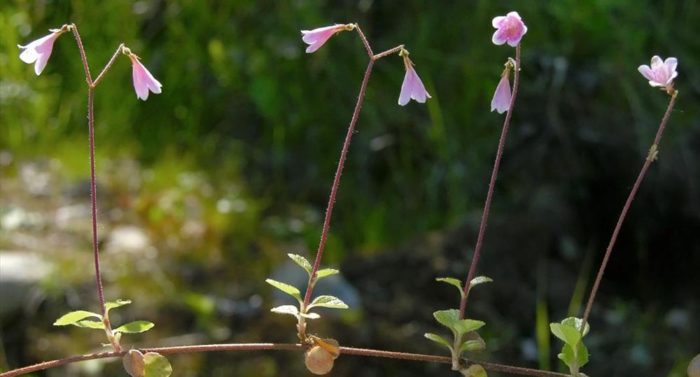 Twin flower (Linnaea borealis), photo: Jouko Lehmuskallio