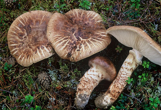 Pine mushrooms on forest floor. 