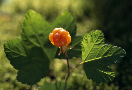 A cloudberry growing on a stem.