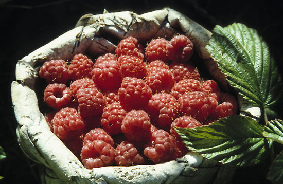 A basket full of raspberries. 