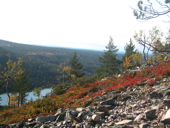 A rocky slope with trees and shrub in autumn colours.