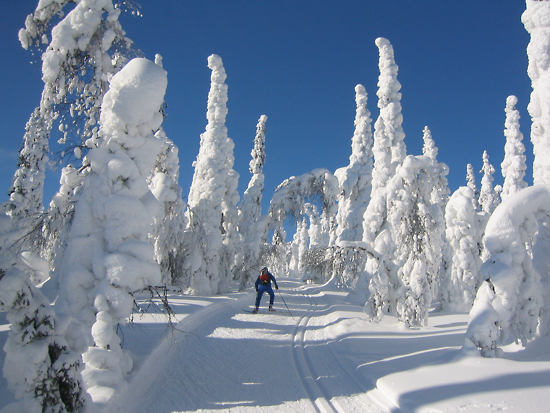 A person skiing on a snowy path between snow-covered trees.