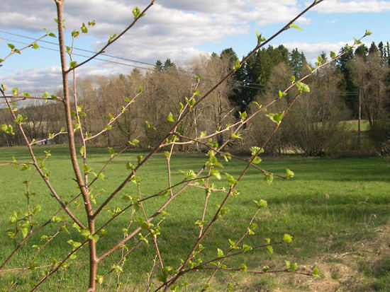 A budding tree on a green field.