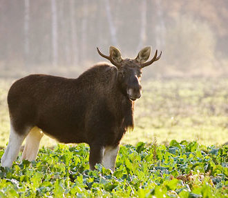 An elk standing in a field.