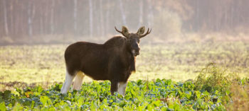 An elk standing in a field.