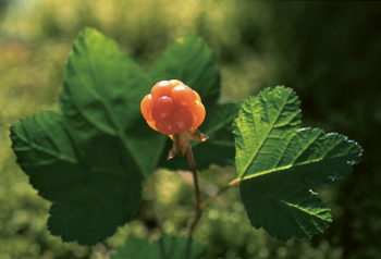 A growing cloudberry.