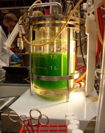 Ein von VTT koordiniertes Projekt namens Algida erforscht den Nutzen von Algen zur Herstellung von Biokraftstoff.