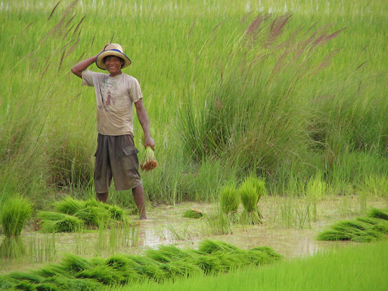 Prêt de la terre et prêt de l’eau : La rizière du paysan cambodgien est  nourrie par le lac Tonle Sap.