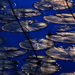 Лунный свет на листьях речных лилий. Летние ночи на реке Вантаа удивительно спокойны и словно наполнены волшебством.