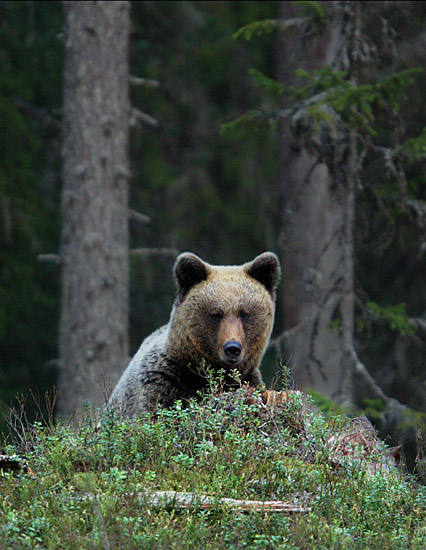 A gem of nature in southeastern Finland - thisisFINLAND