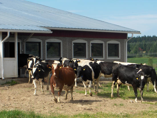 Milch cows coming out from a byre.
