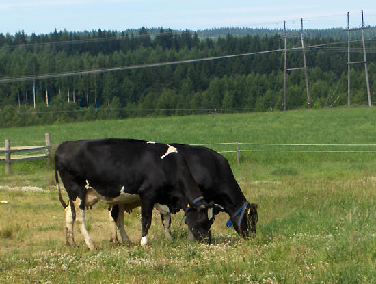Elements of Finnish farming: cows, fields, and forest.