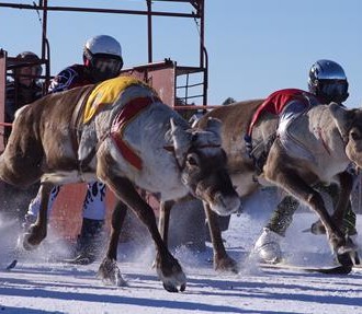 Reindeer Championships, Finnish Lapland, Sámi, reindeer racing, Finland