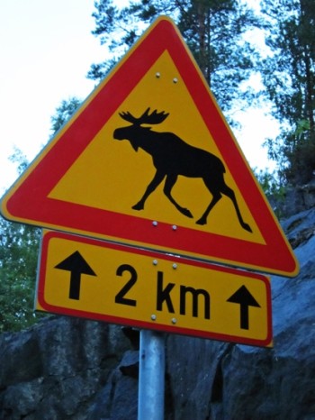 Moose crossing the highway can cause car accidents.