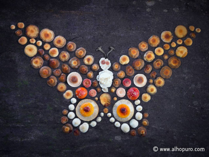 A mushroom constellation in the shape of a butterfly.