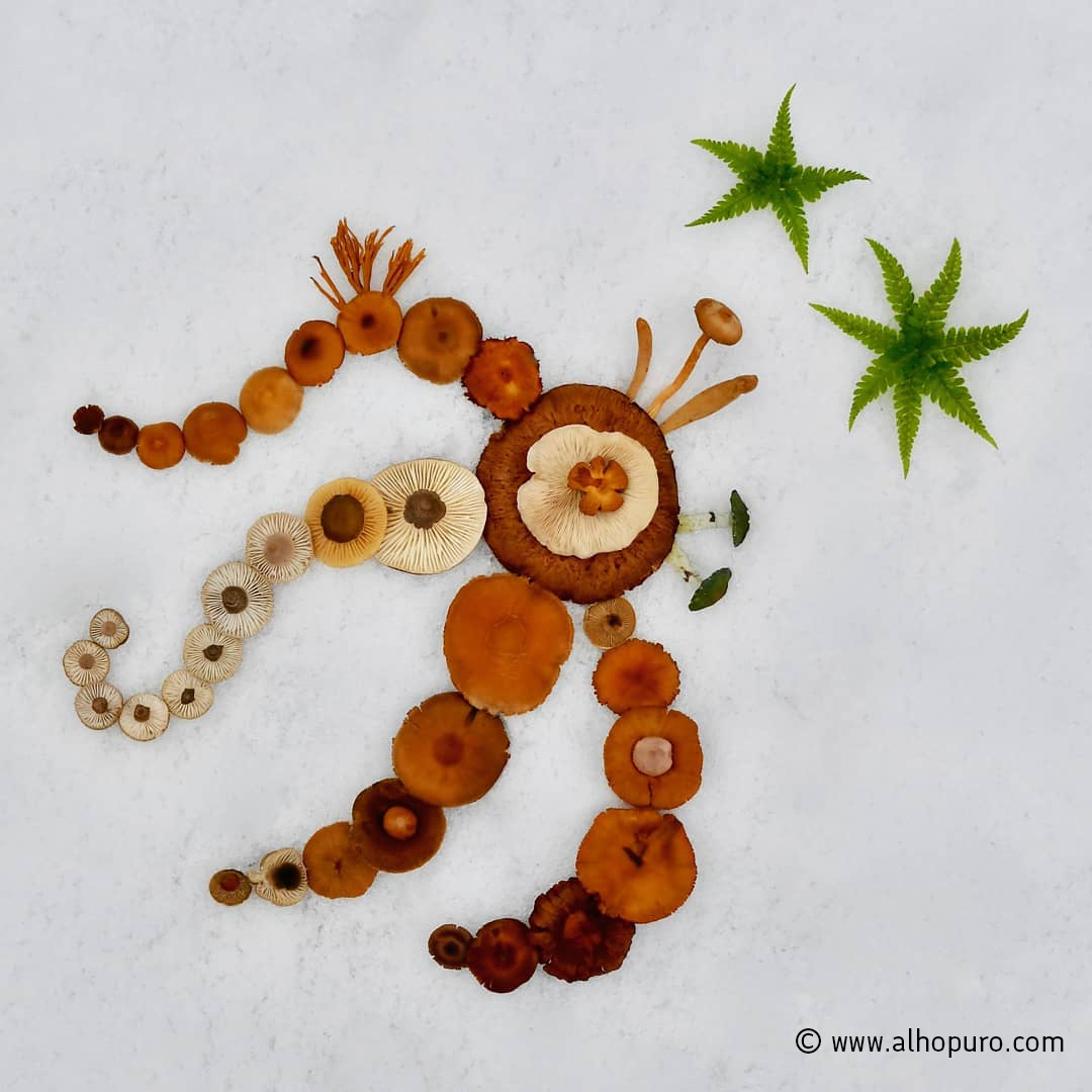 The media is the mushroom: Finnish artist reveals hidden forest colours ...