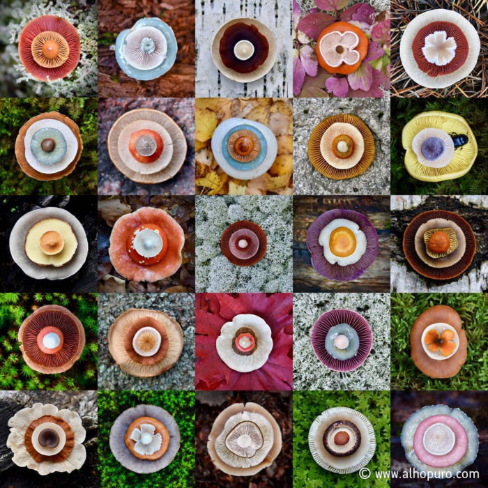 Different-coloured mushrooms on different backgrounds displayed as a grid.