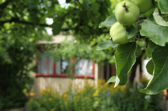 Green apples are ripening on a tree, with a small wooden cabin in the background.