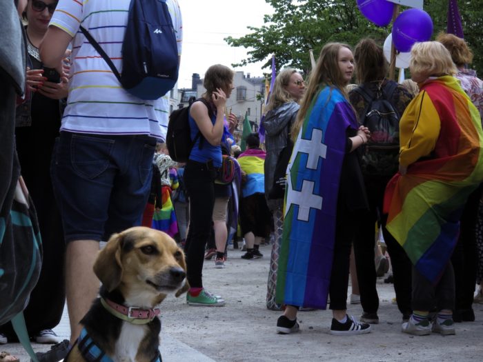 A small dog amidst the parade crowd.