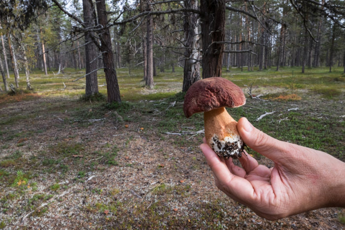 A hand holds a porcini mushroom.
