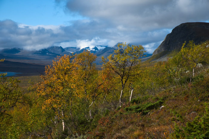 Small birch trees with yellow leaves stand in front of a background of mountains.