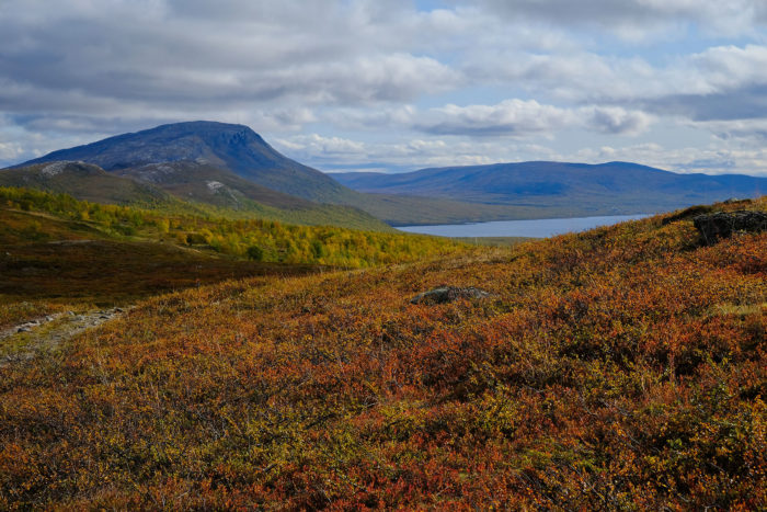 Red bilberry shrubs cover a hillside in front of a lake and mountains.