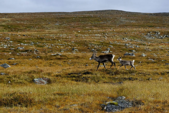 Two reindeer walk across a rocky hillside landscape.