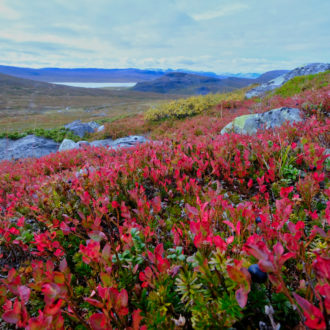 Red bilberry shrubs growing on a mountainside.