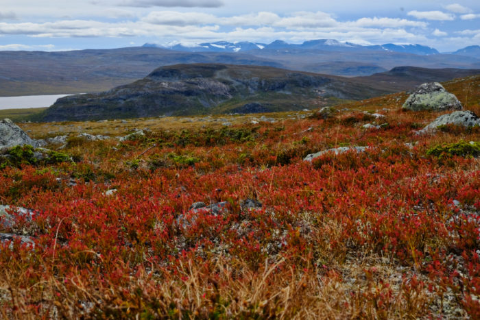 Red bilberry shrubs cover a hillside with mountains and a lake in the background.