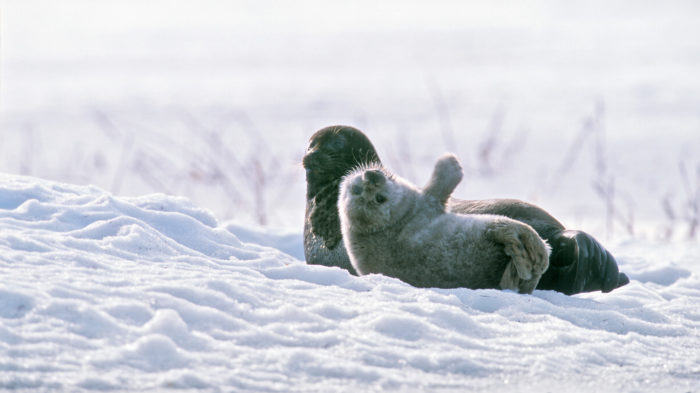 A mother Saimaa ringed seal and her pup take some winter sun, lying on the snow-covered ground.