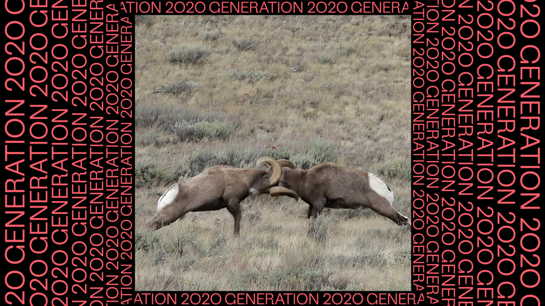 Two rams fighting each other. The rest of the frame is filled with the text Generation 2020, repeated over and over.