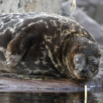 A Saimaa ringed seal resting on a large rock by a lake.
