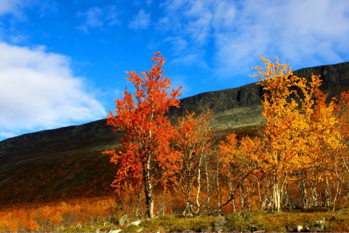 На первом плане деревья с красной и оранжевой листвой, на фоне зеленая сопка и голубое небо.