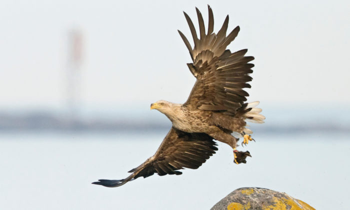 Изображен орлан в полете с расправленными крыльями.