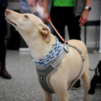 A light-brown dog in a harness hooked to a leash holds its head up as if sniffing the air.