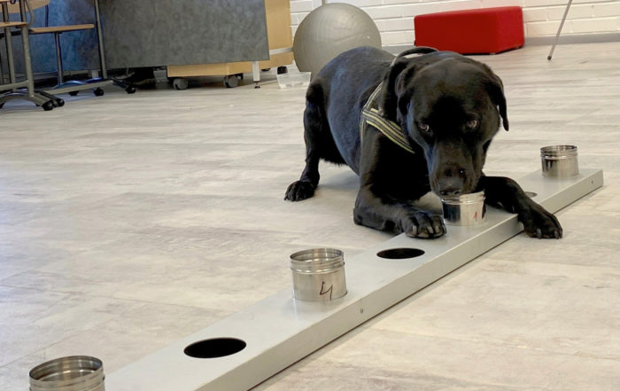 A black dog sniffs at tin cans placed in a row on the floor.