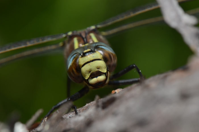 A frontal close-up view of an insect with large eyes.