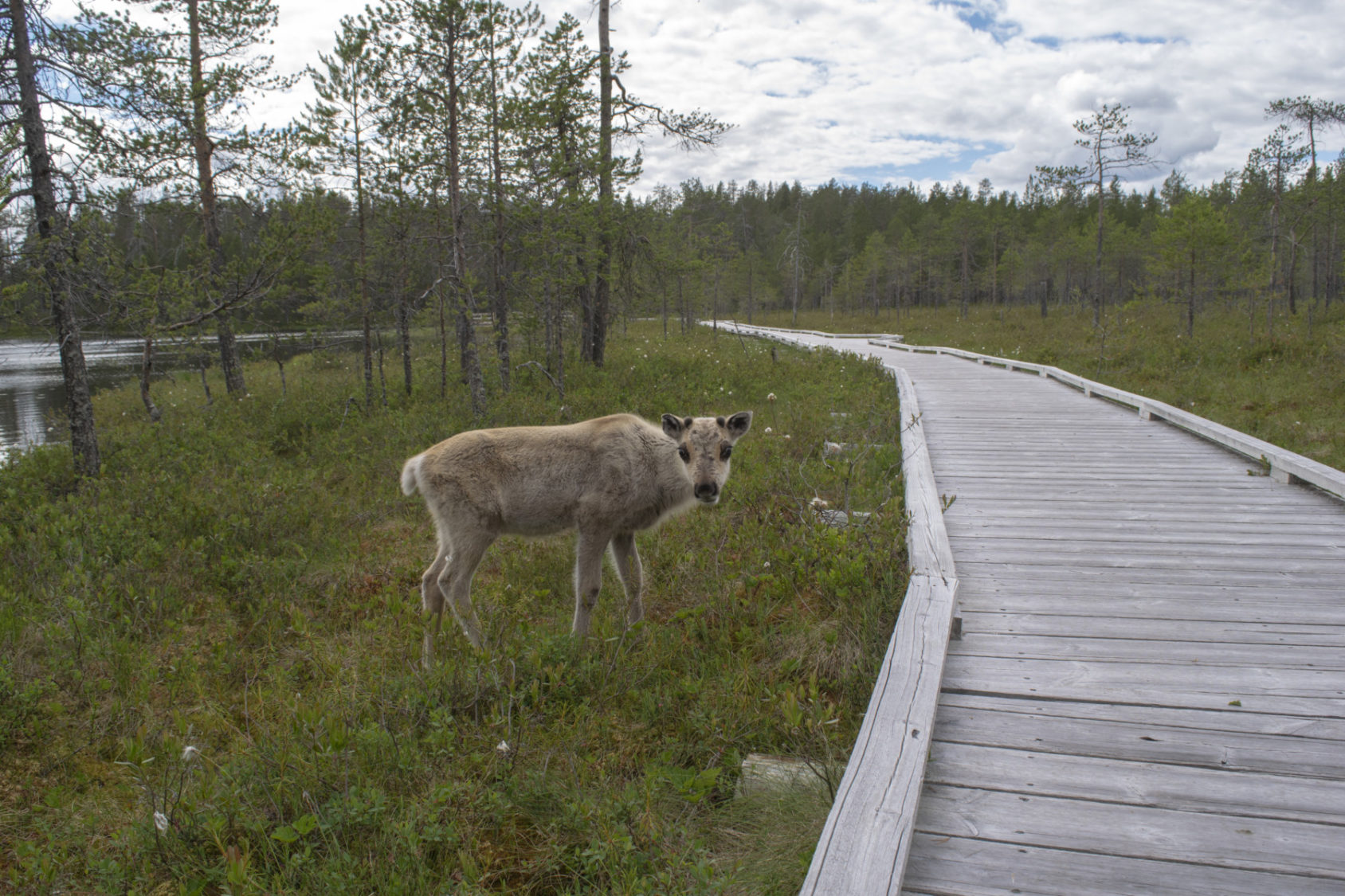 Peatland Restoration Strengthens Finland’s Biodiversity - ThisisFINLAND