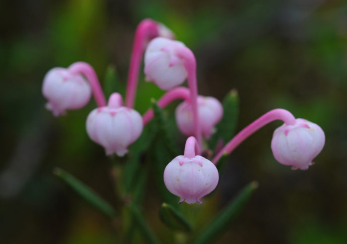 On voit une grappe de six petites fleurs roses.