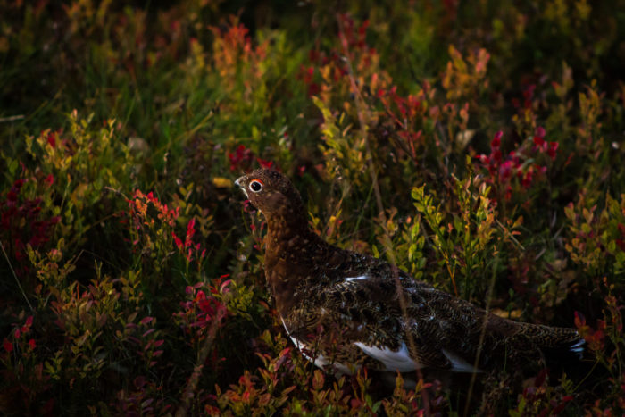 ¿Distingues el pájaro de la foto? Se trata de un lagópodo común, camuflado gracias a sus plumas. En invierno se vuelve completamente blanco.