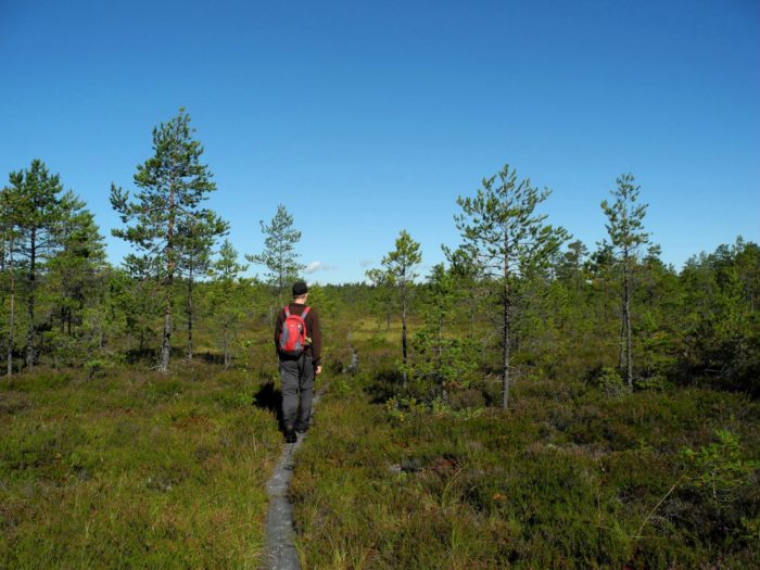 Un randonneur est engagé sur un chemin de planches qui traverse un paysage de graminées et d’arbres.