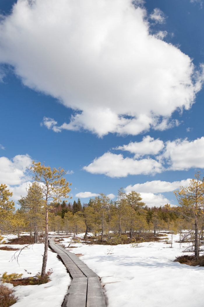 Un chemin constitué de planches en bois est bordé d’arbres et d’étendues enneigées.